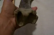 bone b pic 2.webp