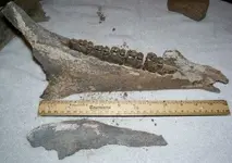 old jaw.webp