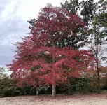 Red foilage.webp