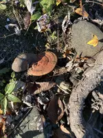 fungi.webp