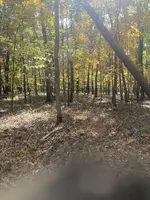 autumn glory.webp