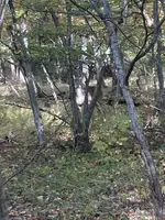 deer.webp