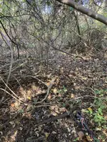 overgrown.webp