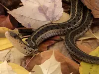 Garter snake 1.webp
