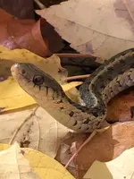 Garter snake.webp