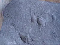 Brachiopoda (2).webp
