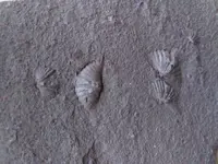 Brachiopoda (3).webp