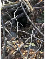 Old Well 2.webp
