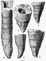 LineDrawingFossilCoral.webp