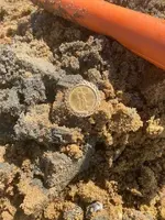 Gold Coin 11-12-2022 (1).webp