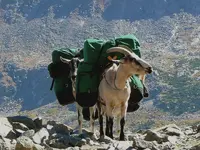 pack-goat-hero.webp