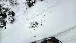 Grouse 1.webp