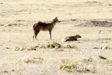 coyote-badger-mutualism-3.webp