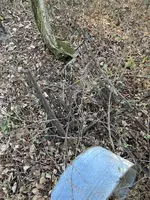 in situ.webp