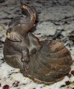 elephante (4).webp