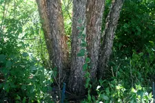 tree_1.webp