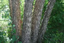 tree_3.webp