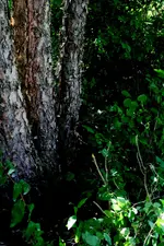 tree_4.webp