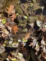 in situ.webp
