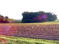 tobacco field 1c (Small).webp