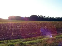 tobacco field 1b (Small).webp