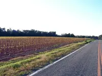 tobacco field 1a (Small).webp