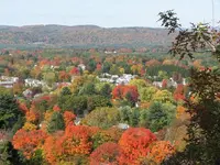 foliage from the tower 002.webp