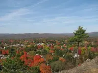 foliage from the tower 003.webp