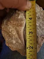 tooth2.webp
