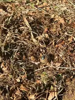 Ring In Situ.webp