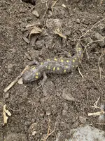 salamander.webp