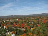 foliage from the tower 012.webp