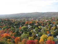 foliage from the tower 018.webp