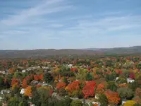 foliage from the tower 019.webp