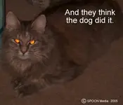 devil-kitty-cat-with-red-eyes-nasty-feline.webp