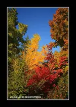 Fall.webp