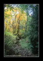 creek.webp