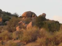 rshturtfuzzy.webp