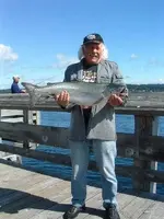 a real fish.webp