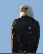 eagle01.webp