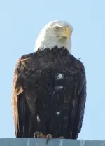 eagle03.webp