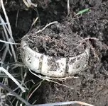 ring.webp