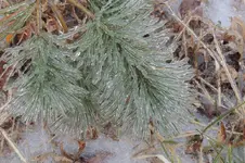 DSCN8196A.webp
