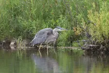 blue_heron001.webp