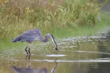 heron_hunt002sm.jpg