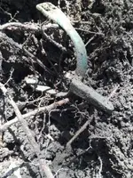 Leech & Rigdon dug in woods.webp