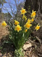 Daffodil group.webp