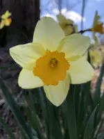 Daffodil.webp