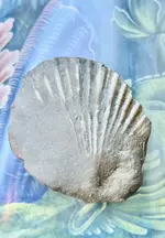 22C0DF27-B000-4493-BFB5-E8C8AF797FAA.webp