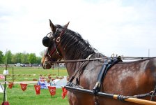 horsegear_reinguide-terret_Buggy-harness_Wikipedia.jpg